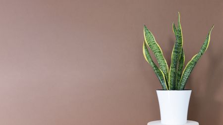 Sansevieria snake plant in a modern white flower pot on a brown background
