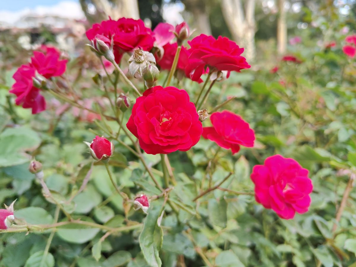 OnePlus 10T camera sample