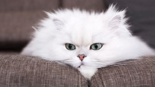 Persian cat