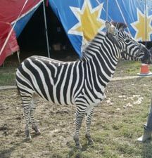 zebra3.jpg