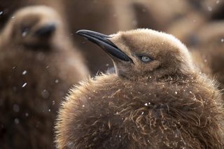 A king penguin chick