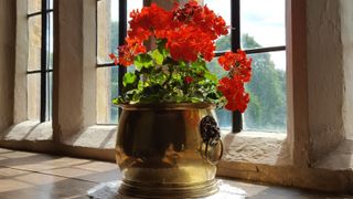 Geraniums on a windowsill