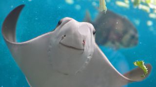 Smiling fish