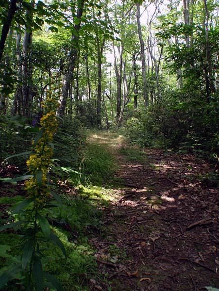 Trails for the SM100