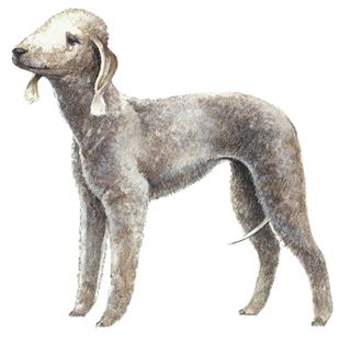 Beddlington terrier