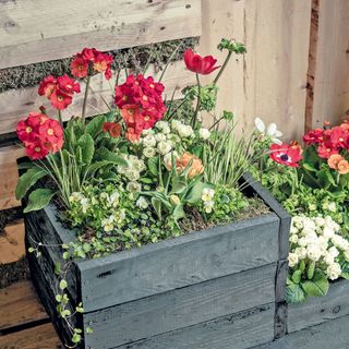 garden with potted flower plants in wooden container