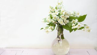 Jasmine flower plant in vase