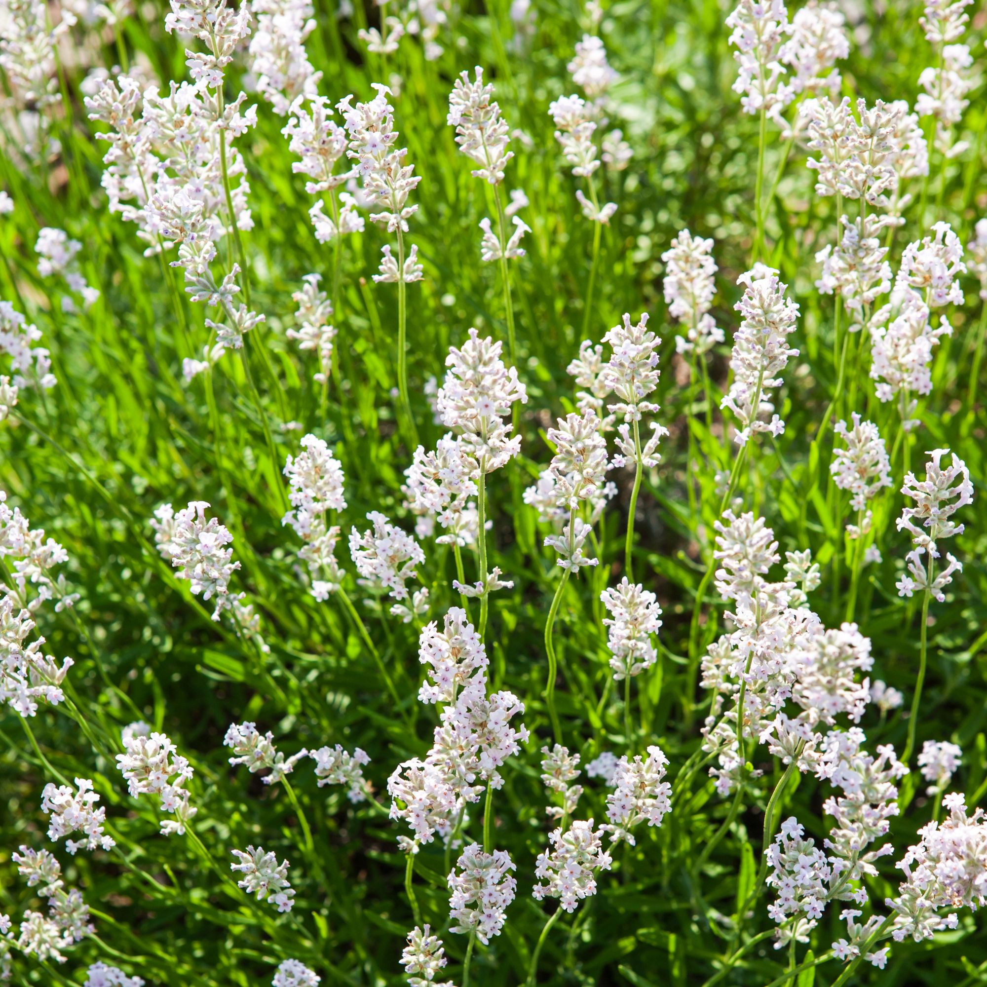 White flowering lavender shrub