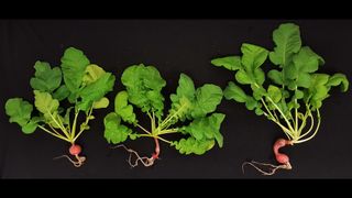 three radish plants