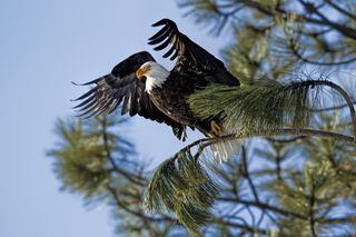 A bald eagle takes flight from a green tree branch near Coeur d'Alene, Idaho