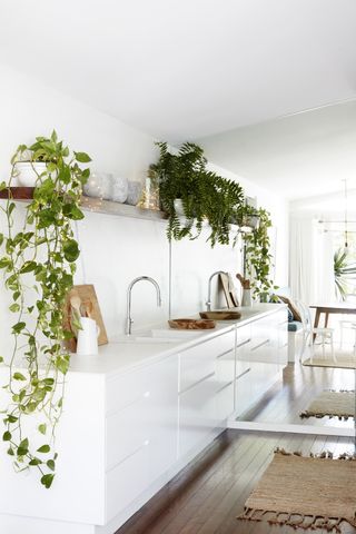 A white kitchen with houseplants on open shelving