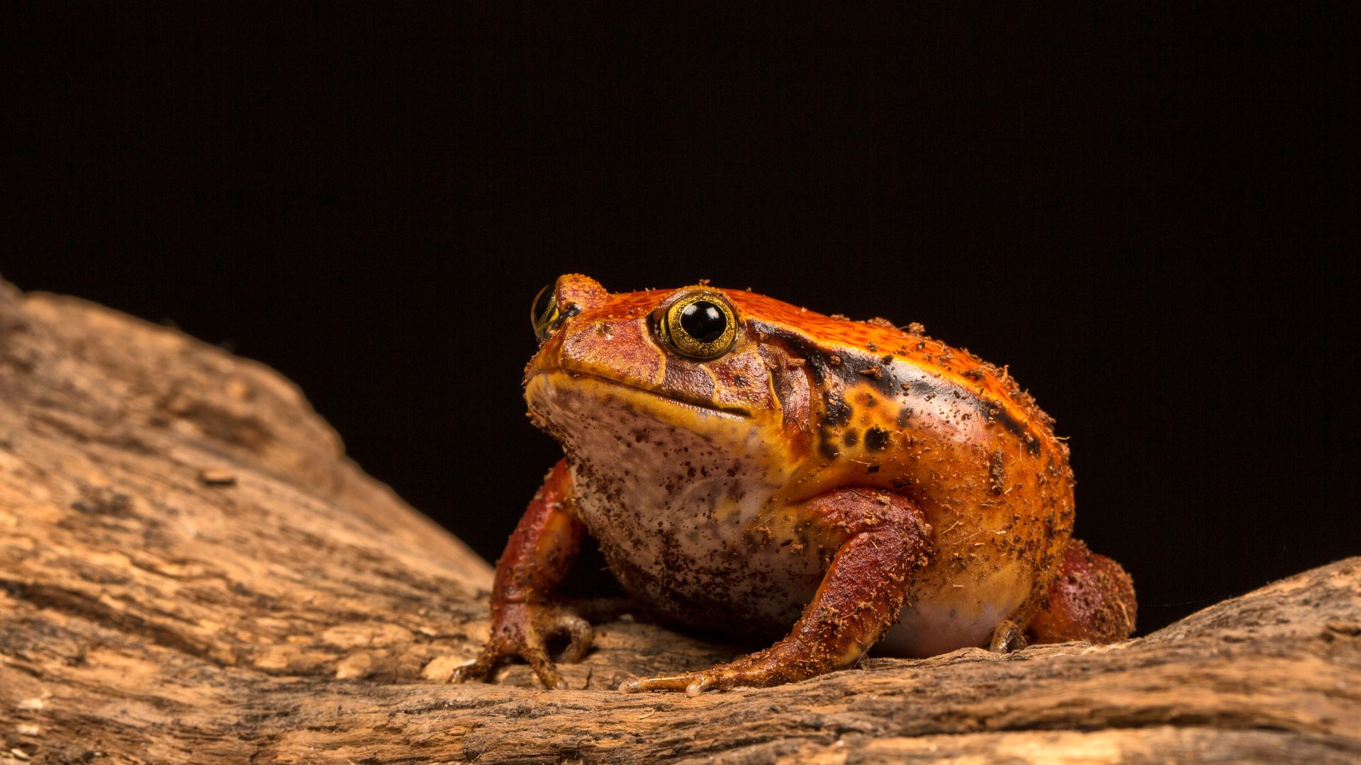 Tomato frog sitting on a piece of tree bark