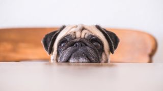 Pug at table