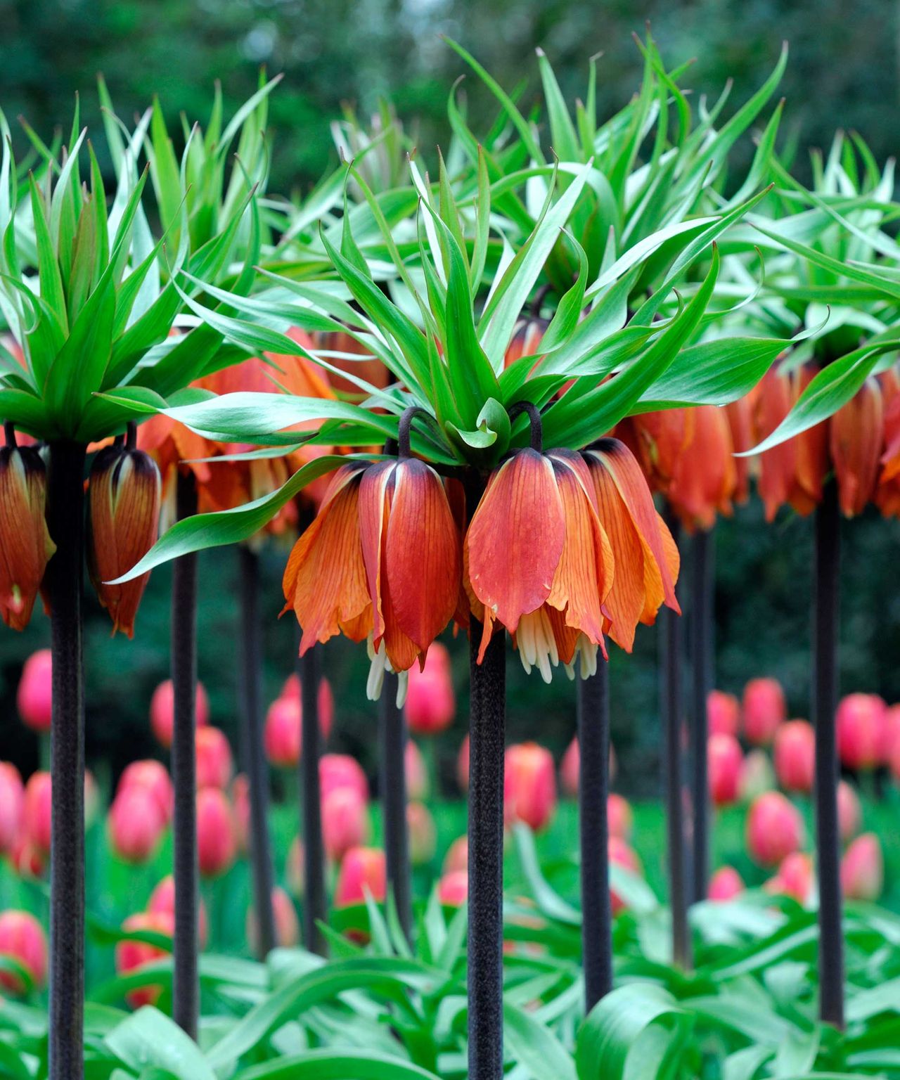 Best spring bulbs 14 choices for beautiful displays Gardeningetc