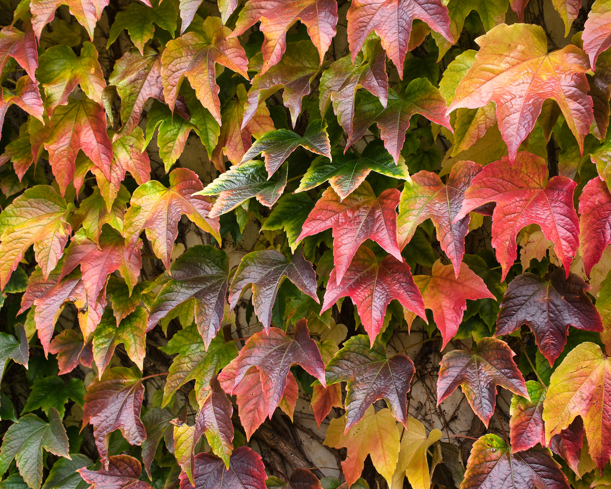 Red foliage on Boston ivy