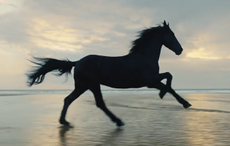 Lloyds Bank advert black horse
