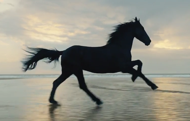 Lloyds Bank advert black horse