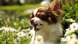 Chihuahua opening mouth to eat a daisy