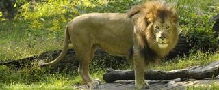 A male lion shows why its king of the beasts at the Bronx ZooÃ¢â‚¬â„¢s African Plains exhibit.