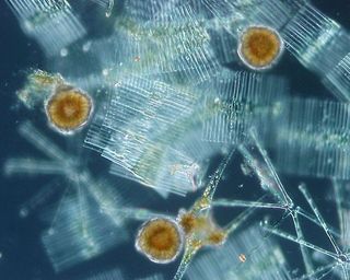 Freshwater Phytoplankton