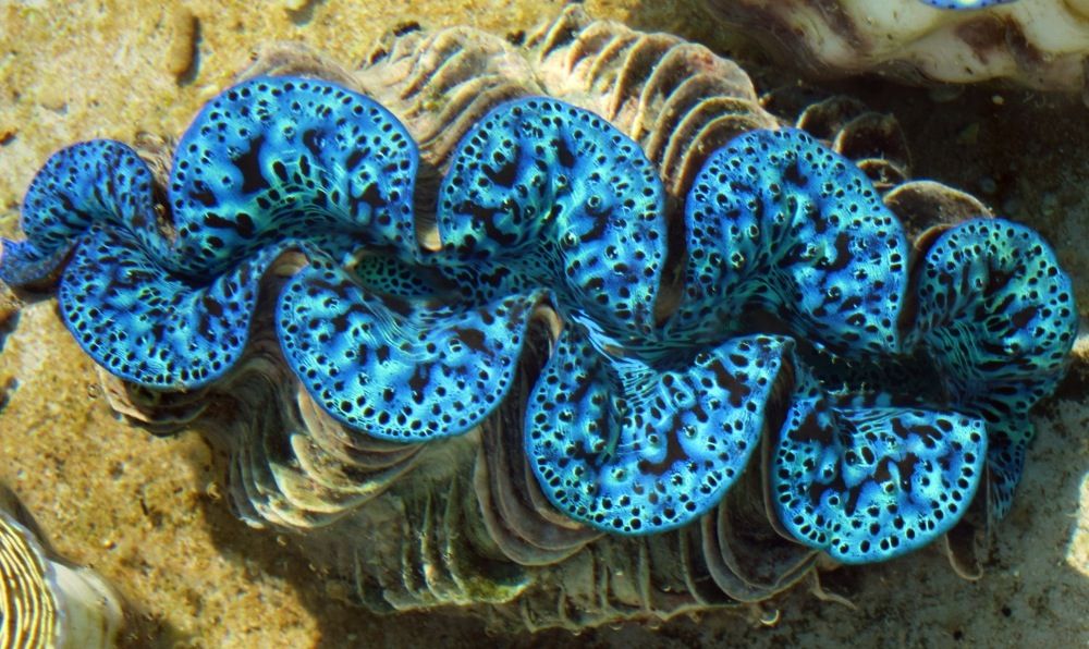 Giant Clam Iridescence