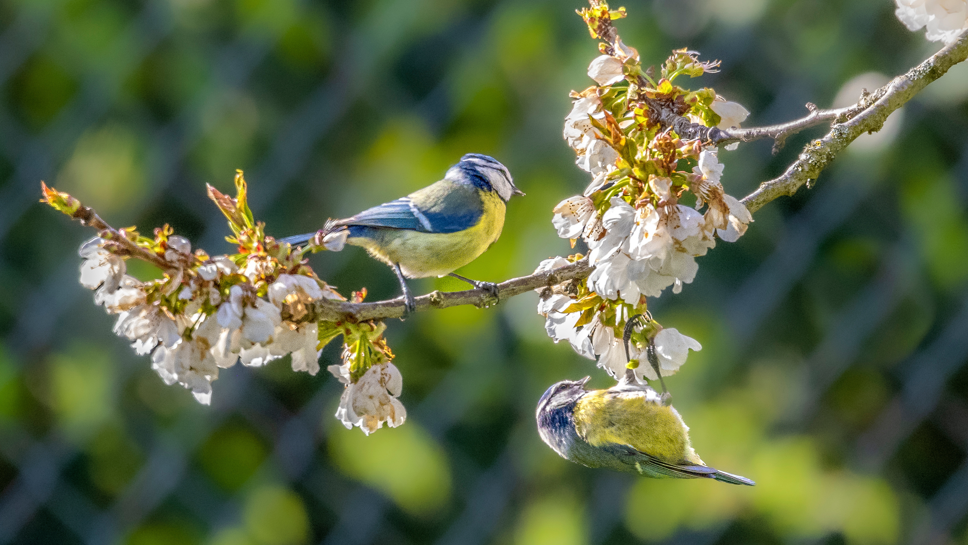 two blue tits on a branch with blossom.