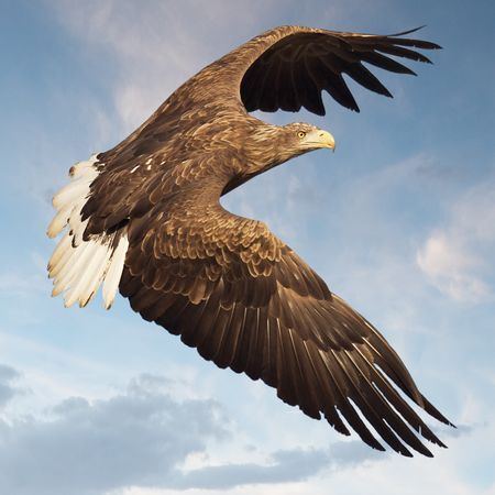 Soaring white tailed eagle