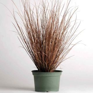 Carex Buchananii Red Rooster Ornamental Grass Plant Seeds 