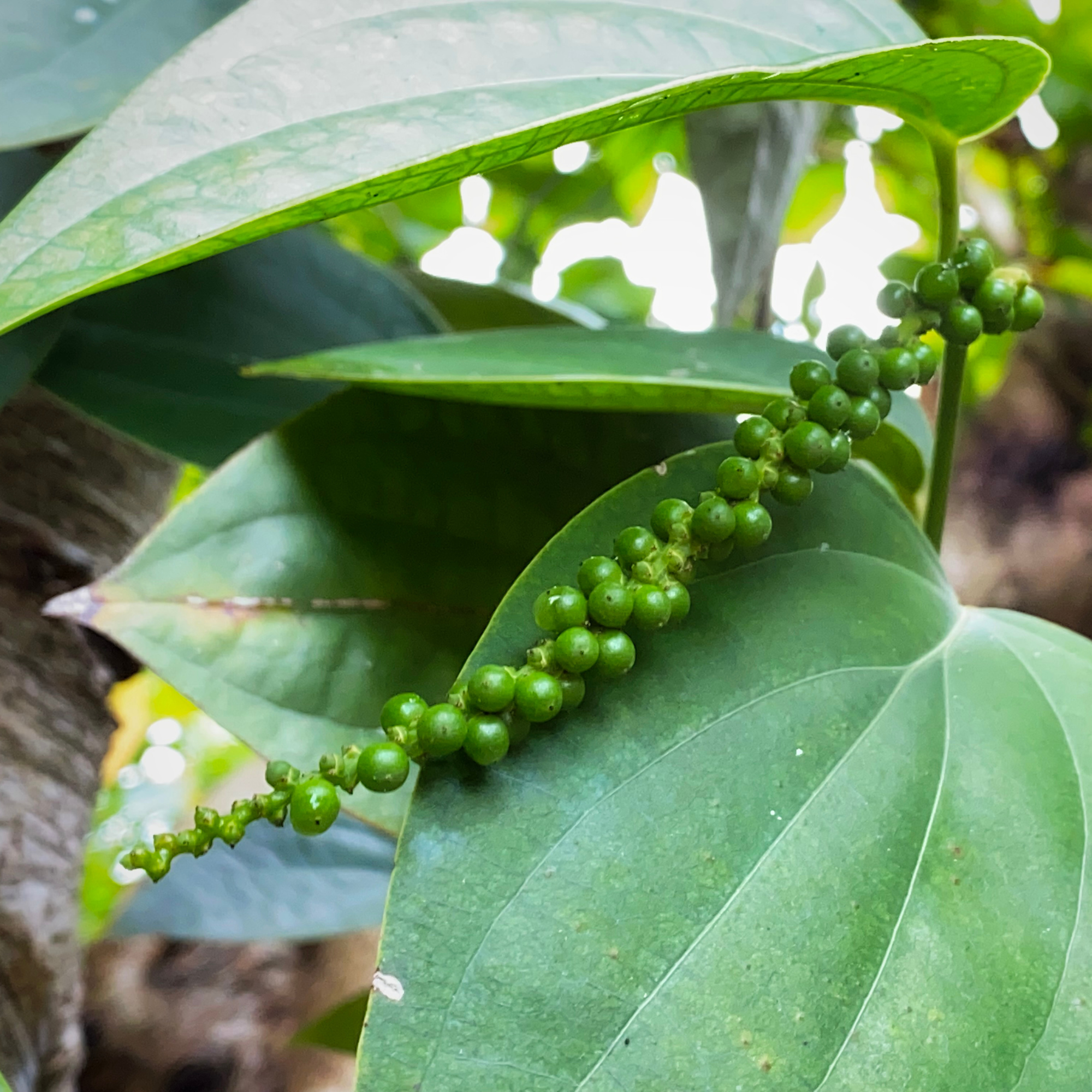 Black pepper plant