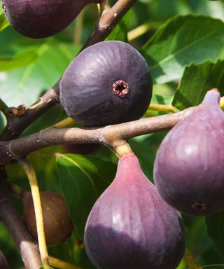 Fig tree Black Spanish / Brown Turkey / Carica