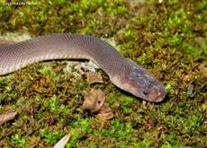 greater mekong region species