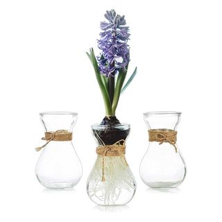 set of three glass bulb forcing vases with one blue hyacinth