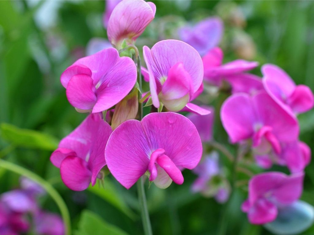 How To Grow Perennial Sweet Pea | Gardening Know How