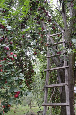 ladder against plum tree for pruning
