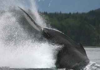 Humpback whale tail