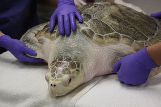Johnny Vasco de Gama, a stranded sea turtle, makes an incredible journey home.