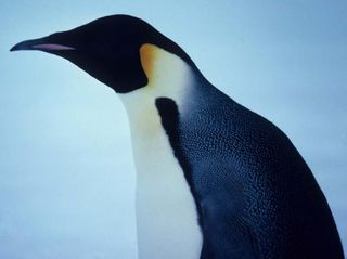 emperor penguin, animal facts, fun facts