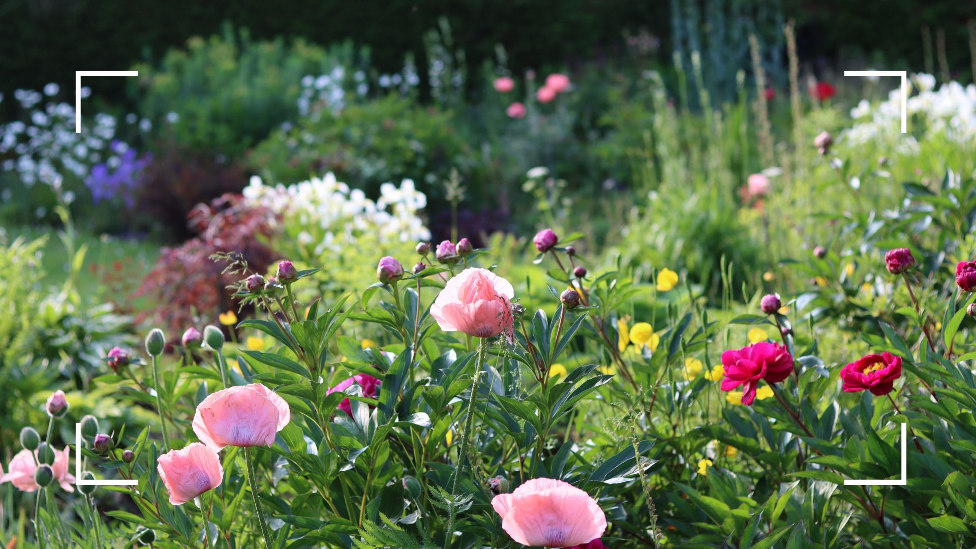 Garden expert reveals the things you need to do now to ensure your plants survive the upcoming heatwave