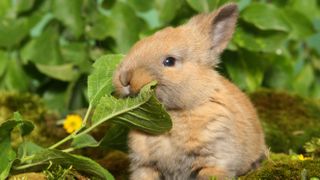 Young dwarf rabbit eating