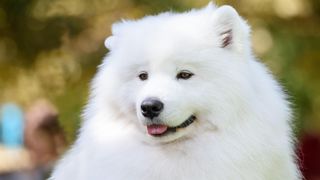 White fluffy samoyed dog