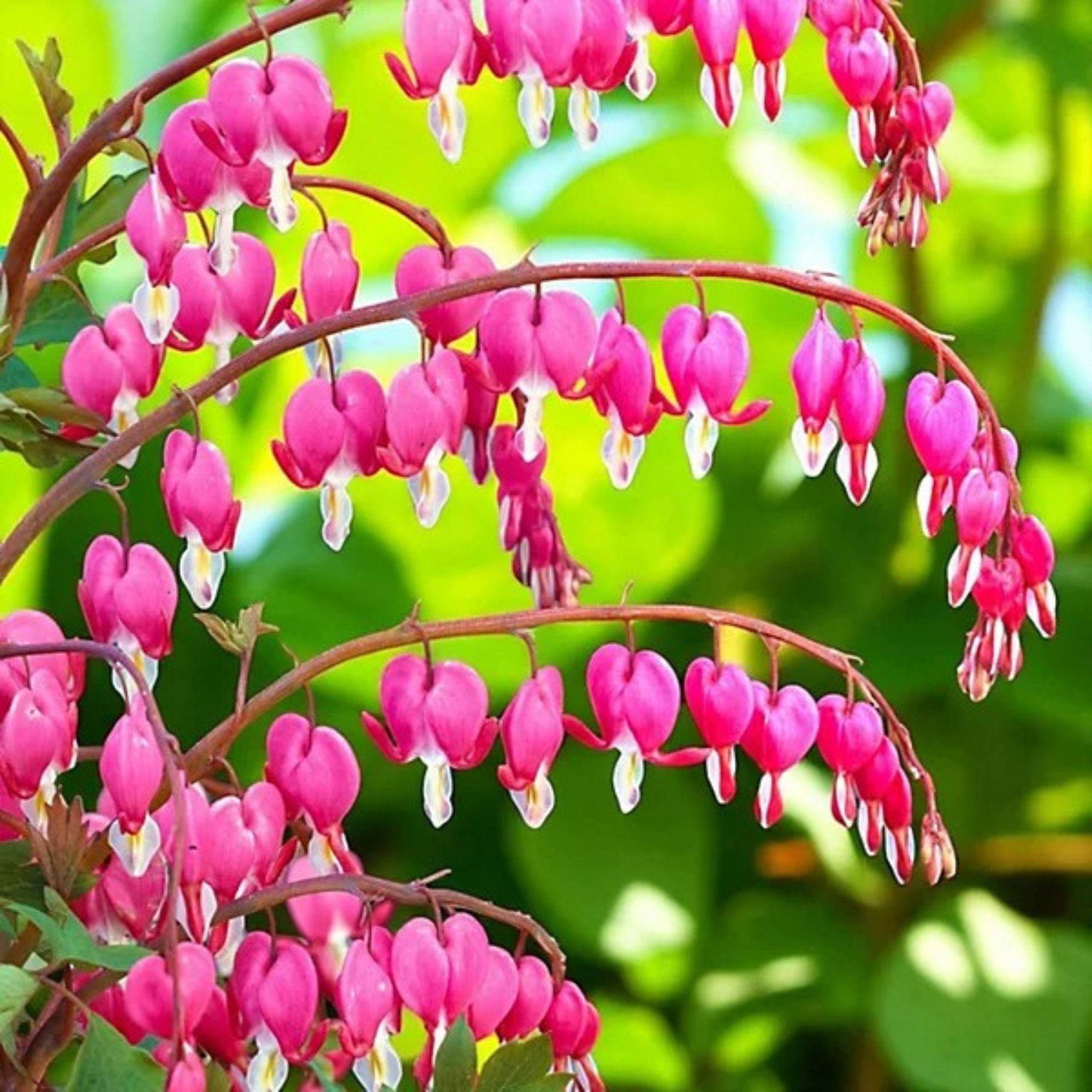 bleeding hearts