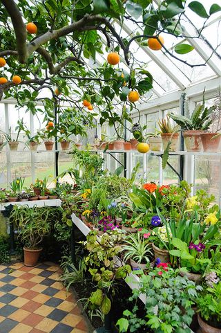 Conservatory in spring with orange tree and wide range of flowering and foliage plants in pots on bench and shelves