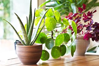 House plants including aloe vera and money plant