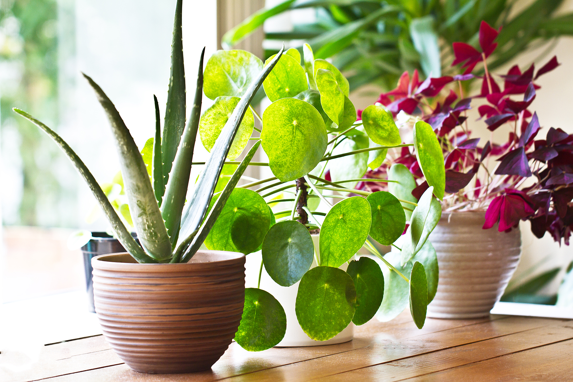 Air-Purifying Indoor Plants, Best Plants To Clean The Air