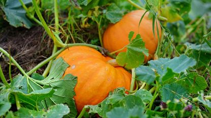 Pumpkins growing in the field