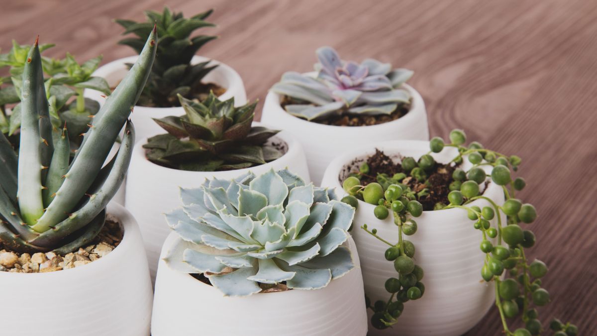 How to propagate succulents from cuttings, leaves or pups