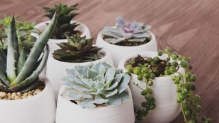 A selection of succulents in pots on a wooden surface