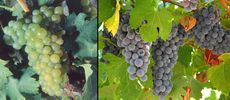 grapes