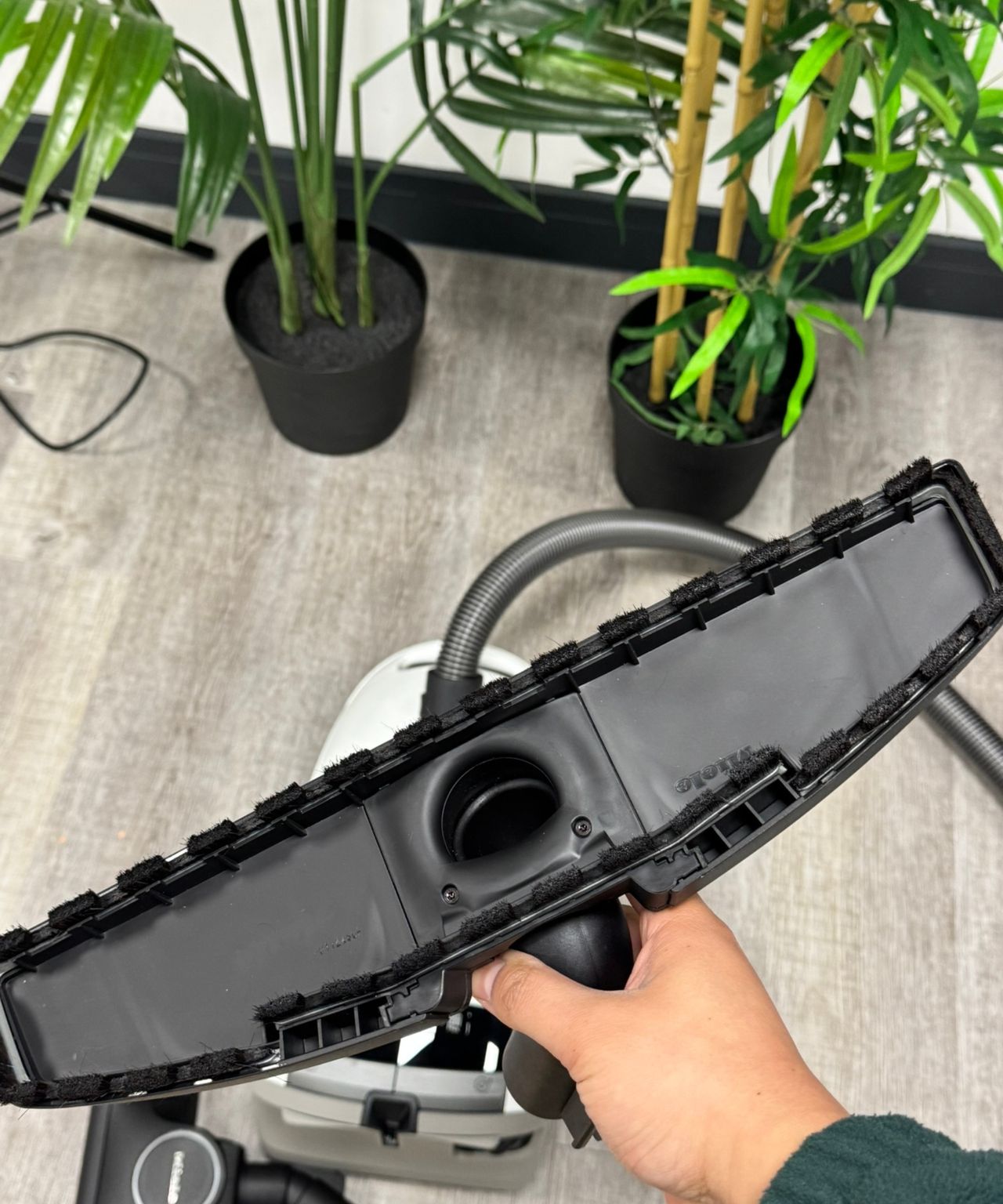 Holding one floorhead above the Miele Guard M1 Parquet XL canister vacuum with tall plants in background.