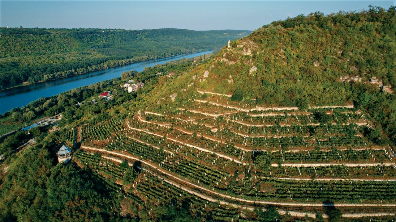 Moldovan vineyards